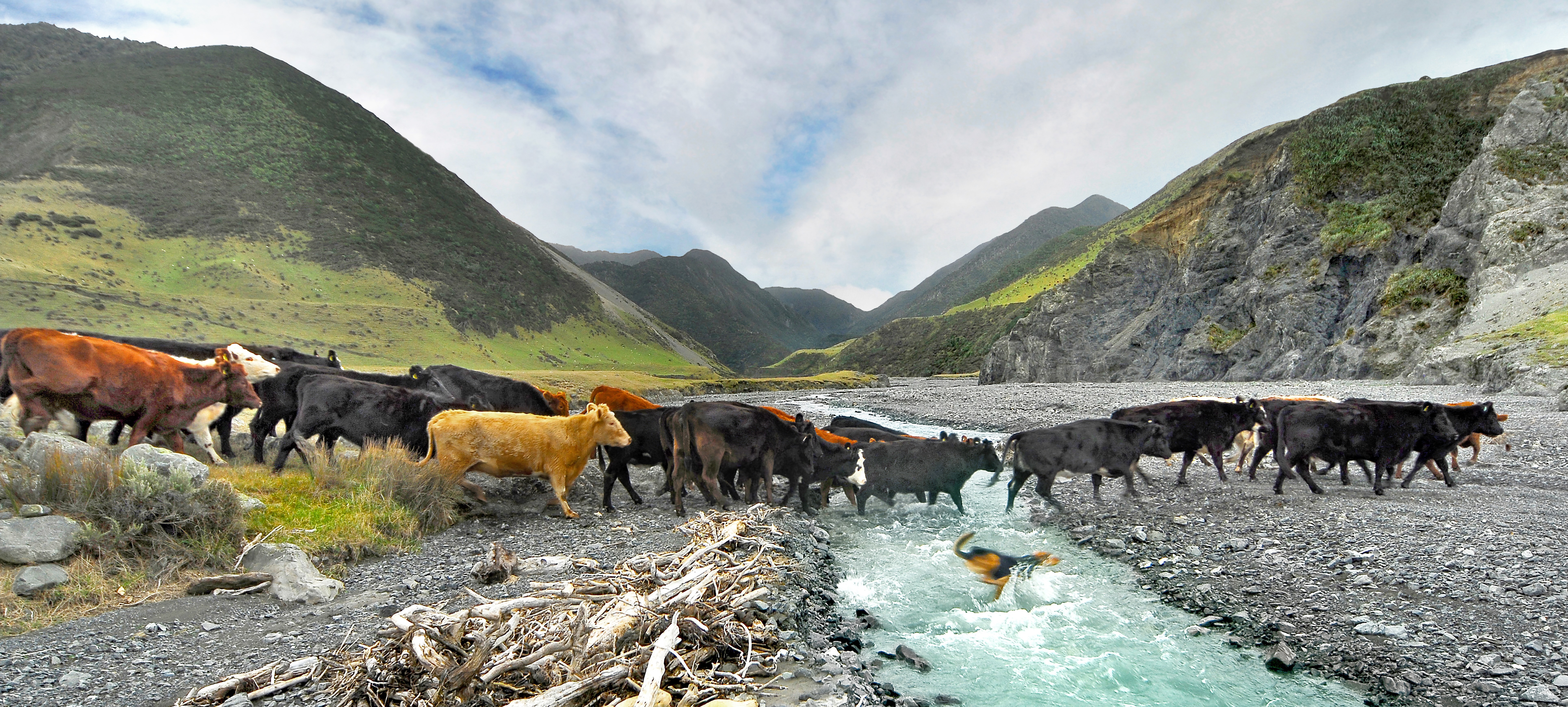 Wharekauhau farming