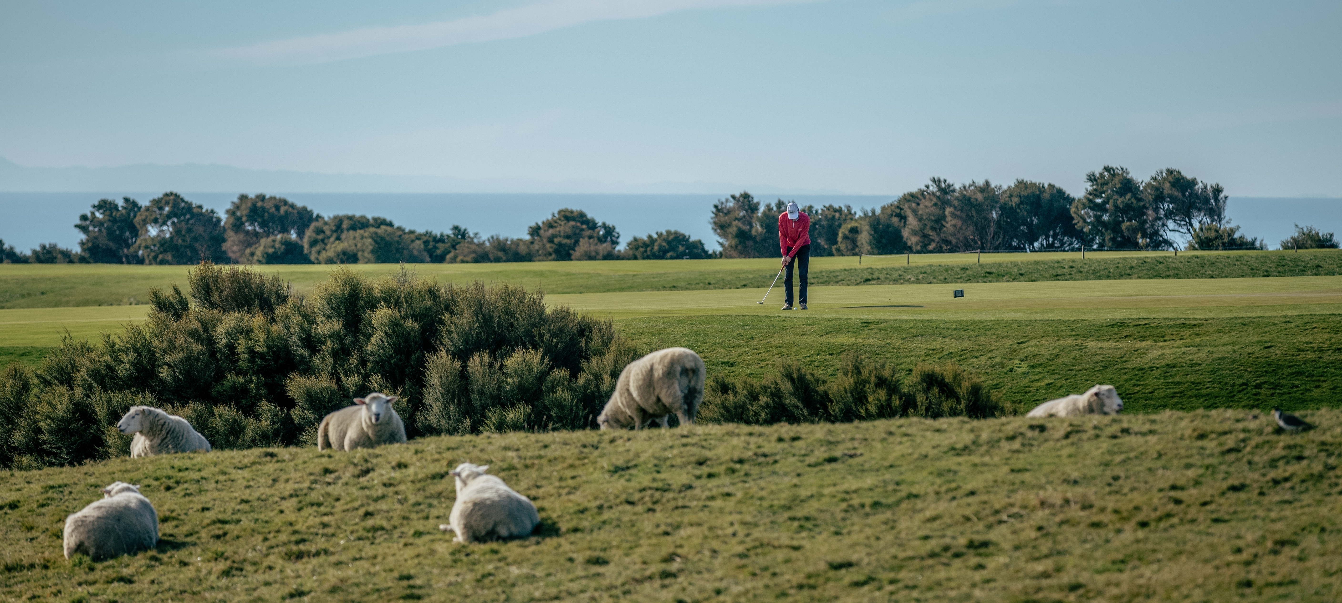 Cape kidnappers course sheep
