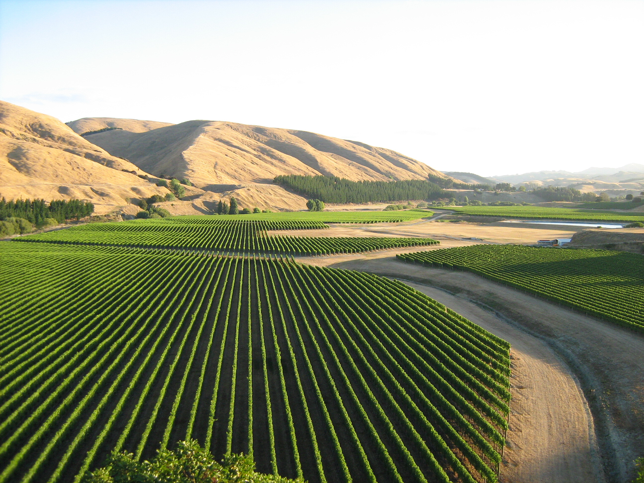 Wairarapa craggy range vineyard